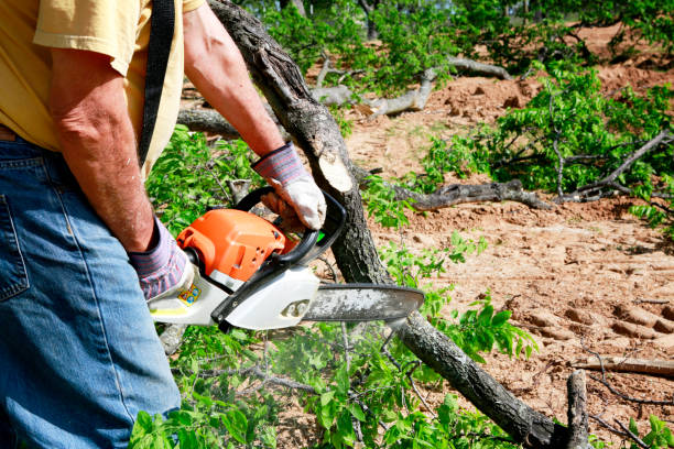 Reliable Deerfield Beach, FL Tree Service Solutions